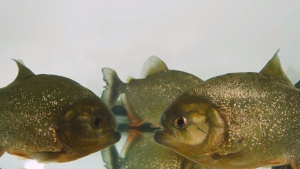 नहाने के दौरान हमला