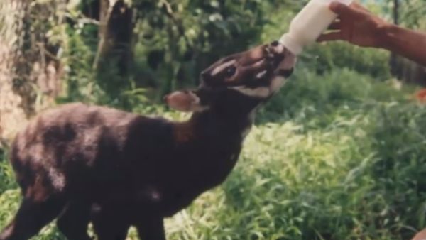 सामान्य गैडों से अलग होते हैं एशियन यूनिकॉर्न