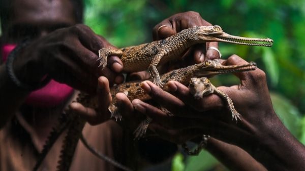 स्नेक आइलैंड, ब्राजील स्नेक आइलैंड, ब्राजील