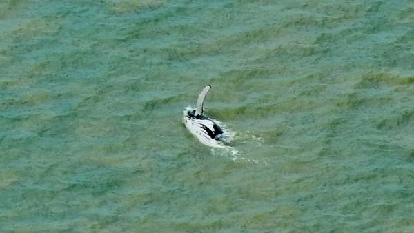 नॉर्थ सेंटिनल आइलैंड, अंडमान निकोबार नॉर्थ सेंटिनल आइलैंड, अंडमान निकोबार