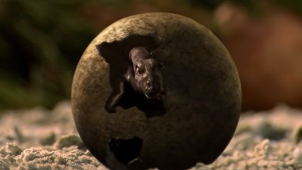 डायनासोर के जीवाश्मों के लिए जाना जाता है मध्य भारत 