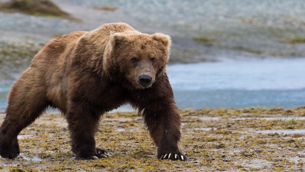 बच्ची के गिरते ही पास में आया भालू और..... बच्ची के गिरते ही पास में आया भालू और.....