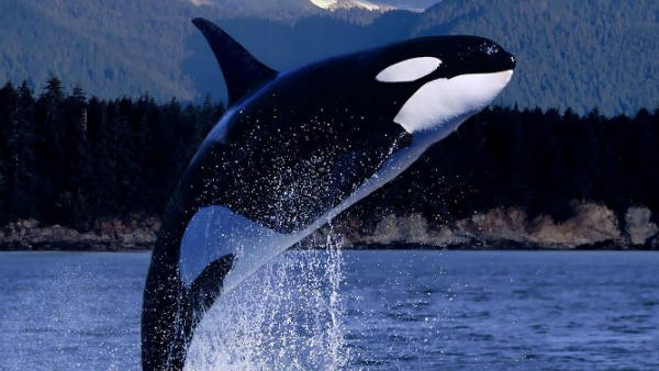 मादा व्हेल भी होती हैं व्याकुल