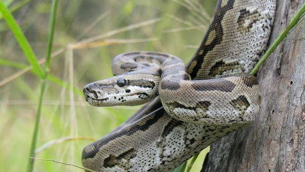 पेड़ में रहते हैं 100 से अधिक अजगर