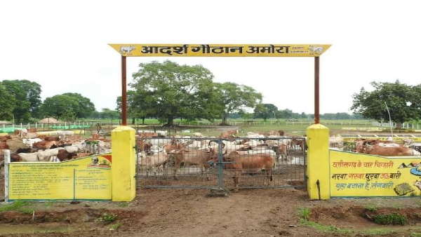 गौठानों को बनाया जा रहा है रूरल इंडस्ट्रियल पार्क 