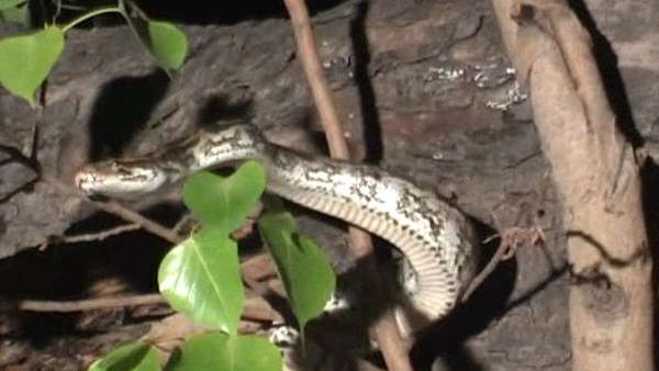 अजगरो को पूजनीय मानते हैं ग्रामीण