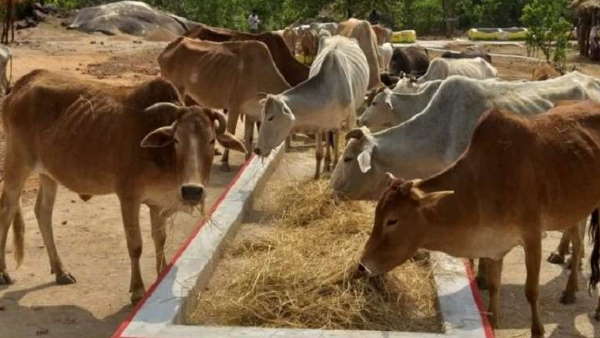 गौठानों के जरिये संचालित होती है योजना 