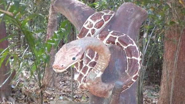 पेड़ में दी थी पनाह 