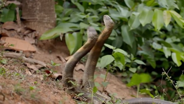 नागिन को इंप्रेस करने के लिए भिड़े सांप नागिन को इंप्रेस करने के लिए भिड़े सांप