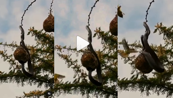 अंडे चुराने घोंसले में घुसा कोबरा अंडे चुराने घोंसले में घुसा कोबरा