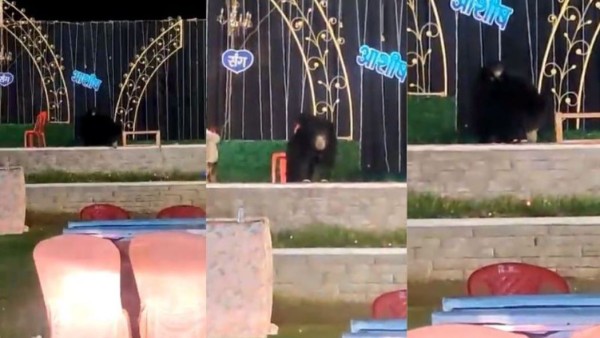 छत्तीसगढ़ के एक शादी समारोह में बच्चों को साथ लेकर दावत उड़ाने पहुंचा मादा भालू