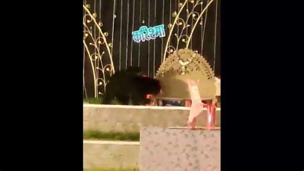 मादा भालू ने बच्चों के साथ लिया पार्टी का आनंद