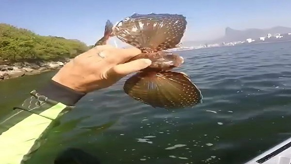 उड़ने वाली मछली उड़ने वाली मछली