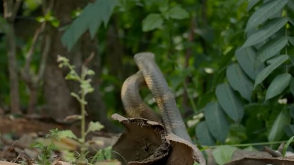 नाग-नागिन का रोमांस नाग-नागिन का रोमांस