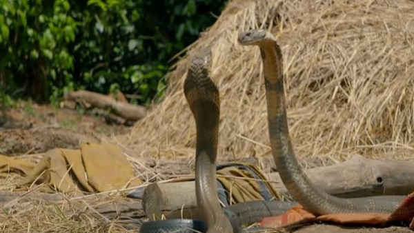 5 घंटे तक लड़ते रहे सांप 5 घंटे तक लड़ते रहे सांप