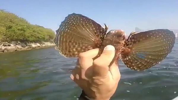 पक्षी, मेढ़क या मछली पक्षी, मेढ़क या मछली