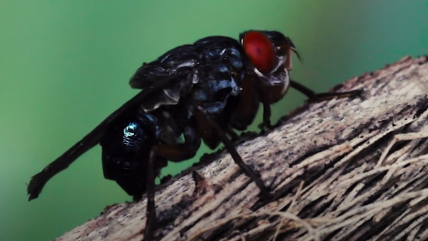 इंडियन डॉक्टर ने सर्जरी कर बचाई जान