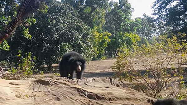 इलाके में अक्सर आ जाते हैं भालू