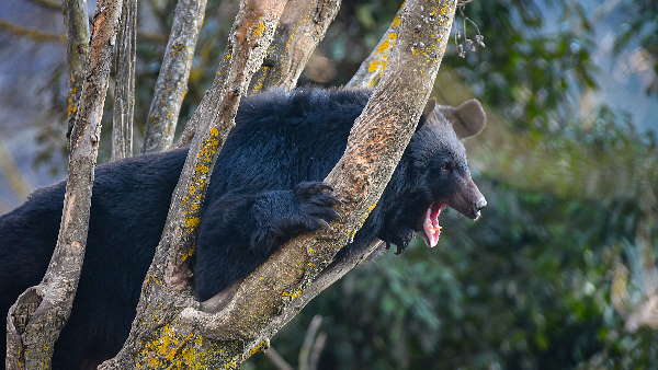 बंदूक लोड करते हुए गलती से चली गोली