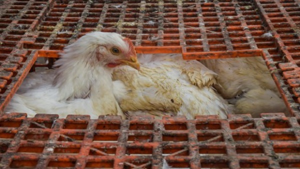 50 मिलियन मुर्गों की मौत ने डराया