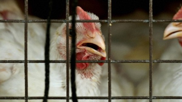 1. एवियन इन्फ्लुएंजा यानी बर्ड फ्लू क्या है? 