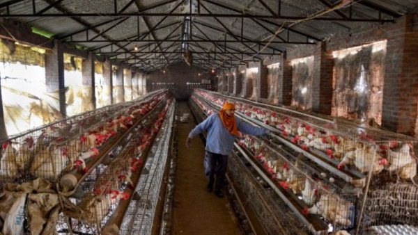 2. बर्ड फ्लू के लक्षण क्या है? 