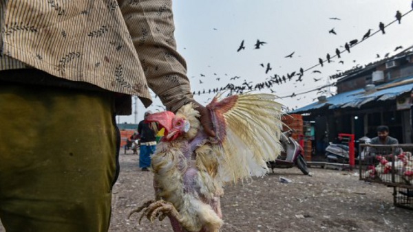 3. बर्ड फ्लू का क्या कारण है और कैसे फैलता है?