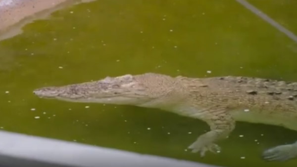 रॉबर्ट ने खुद शेयर किया वीडियो