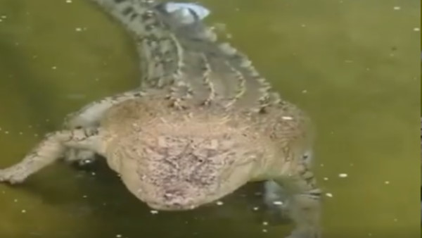 वीडियो देखकर डरे लोग