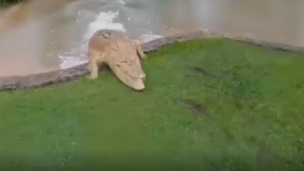 खूंखार मगरमच्छ को खाना खिलाने गए थे रॉबर्ट