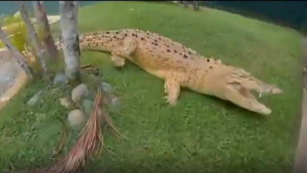 मीट को छोड़ मगरमच्छ ने लड़के पर किया हमला