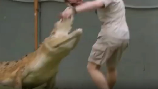 अचानक से पानी के बाहर आया मगरमच्छ