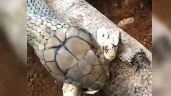 दूसरे सांप को बनाया निवाला