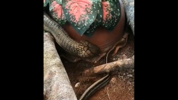 कुछ ही देर में छोटे सांप का सरेंडर