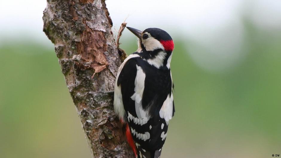 जैव विविधता के मामले में अब भी बहुत समृद्ध है भारत