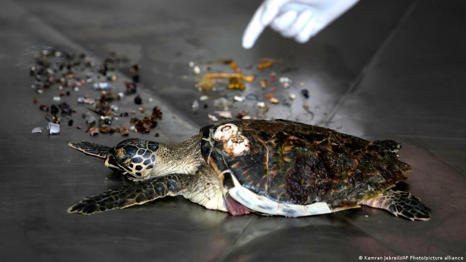 देखिए पोस्टमॉर्टम की मेज पर मृत लेटे इस कछुए के शरीर से कितना प्लास्टिक मिला है.