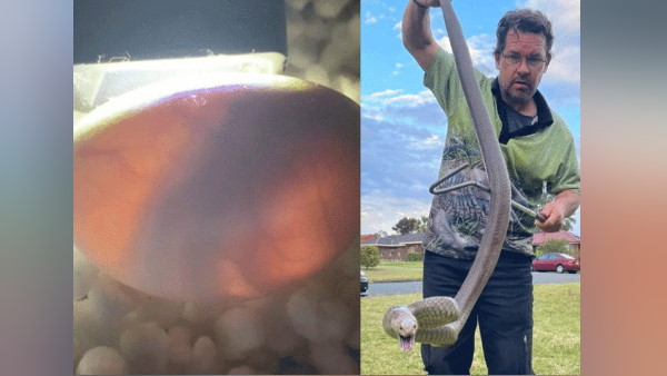 ऑस्ट्रेलिया में मिले अंडे