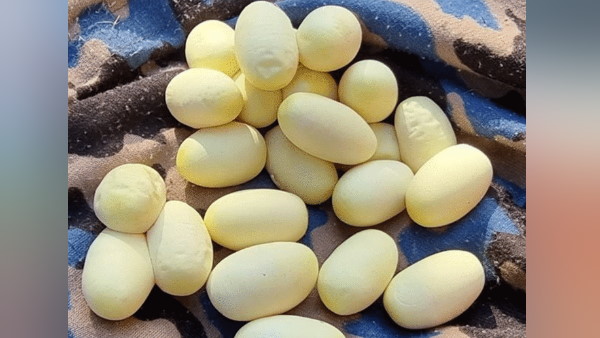 दुनिया के सबसे जहरीले सांप के अंडे