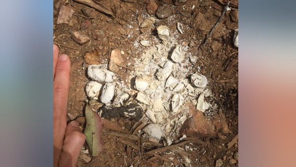 सांप विशेषज्ञों ने ली अंडों को पालने की जिम्मेदारी