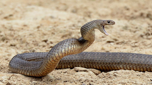 जंगल में वापस जाएंगे सांप के बच्चे