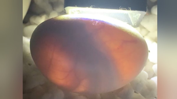 अंडों को प्रकृति के भरोसी छोड़ जाती है मादा सांप