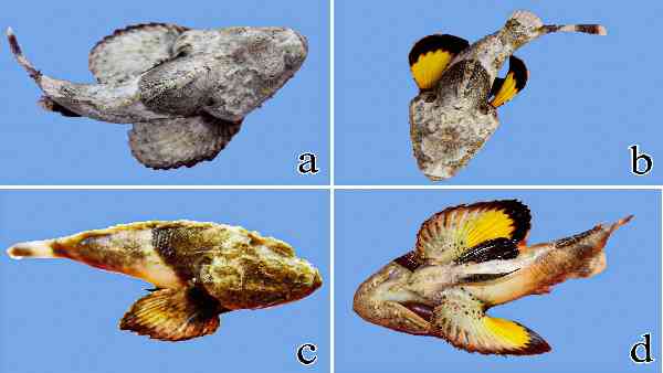 घोस्ट शार्क के रिसर्च में मदद मिलने की उम्मीद घोस्ट शार्क के रिसर्च में मदद मिलने की उम्मीद