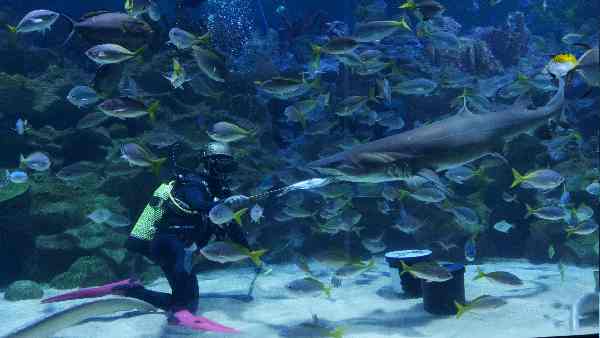 समुद्र के तल में रहता है 'घोस्ट शार्क' का बसेरा समुद्र के तल में रहता है 'घोस्ट शार्क' का बसेरा