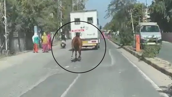 एनिमल एड सोसायटी के अस्पताल में ले गए घोड़ी को