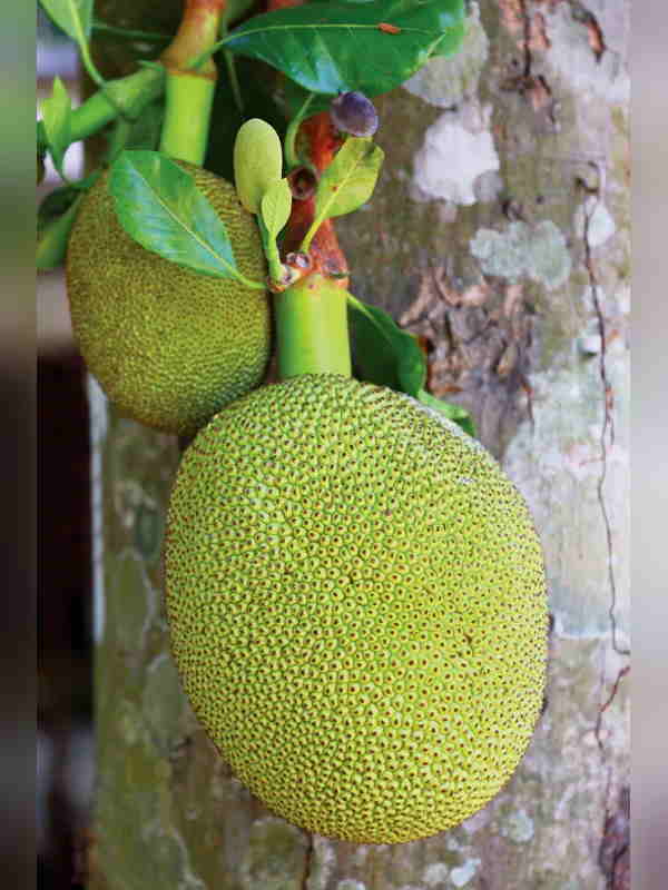 यह दुनिया के सबसे बड़े फलों में से एक 