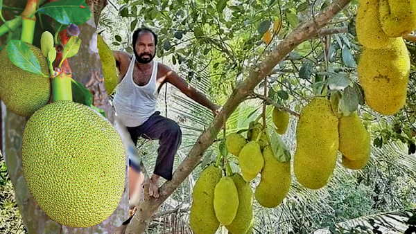 इन्‍हें कहते हैं लोग ‘किंग ऑफ जैक फ्रूट’