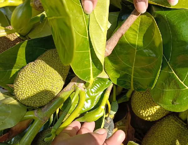 पश्चिमी देशों में खाने वालों की तादाद बढ़ी