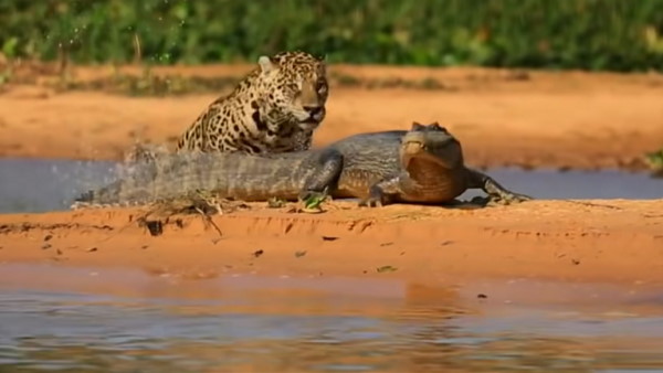 हुबहू तेंदुए जैसा जंगली शिकारी