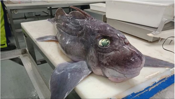  पेट में भरी हुई थी अंडों की जर्दी