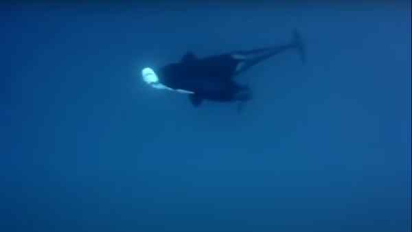 हंपबैक व्हेल की खासियत